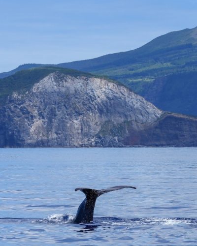makabera-whale-9993696_1920