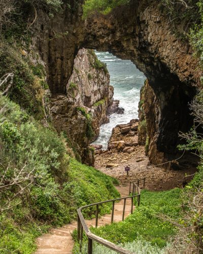 A vertical shot of a walkway going down through the forest with trees and grass